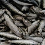 cassa sardine di chioggia
