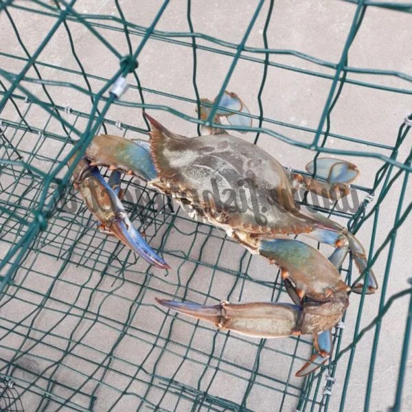 nassa-trappola-per-la-pesca-del-granchio-blu